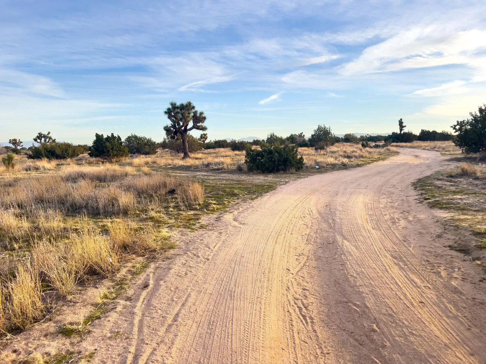 Wüstenpiste zwischen Joshua Trees in Südkalifornien